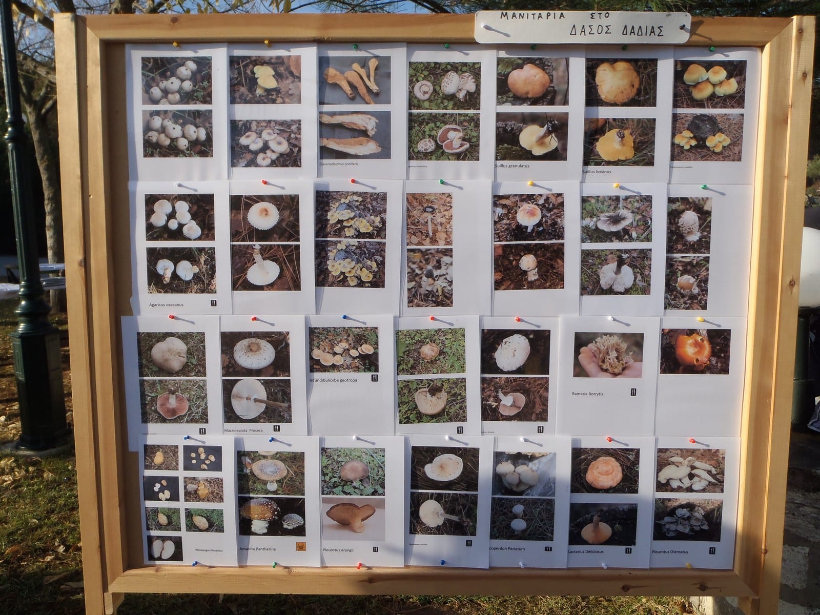 Dadia Mushroom Festival
