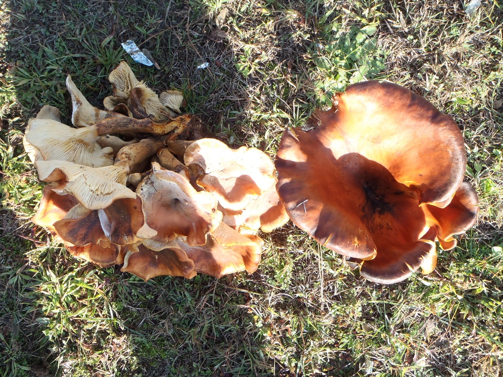 Dadia Mushroom Festival