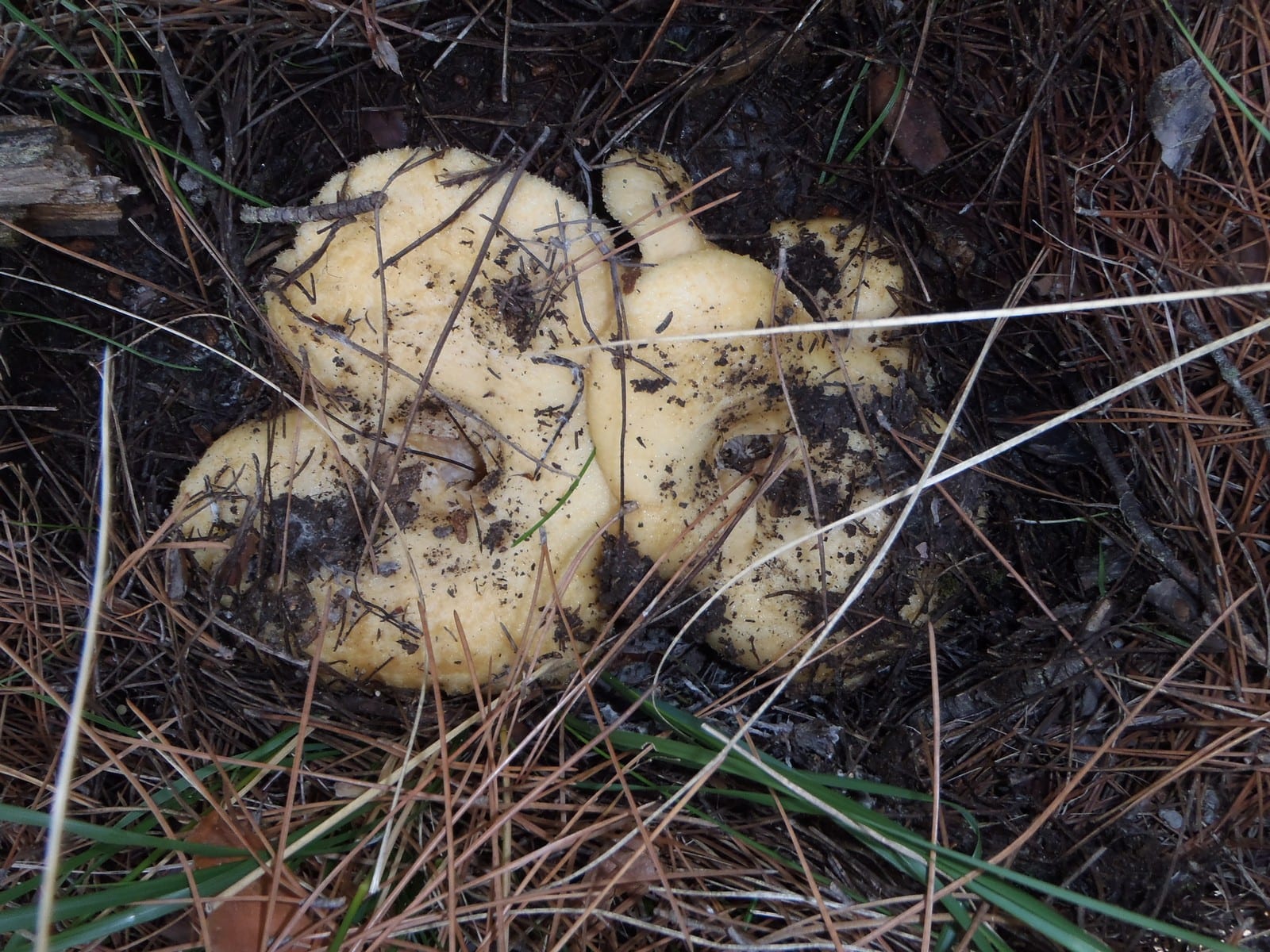 Dadia Mushroom Festival