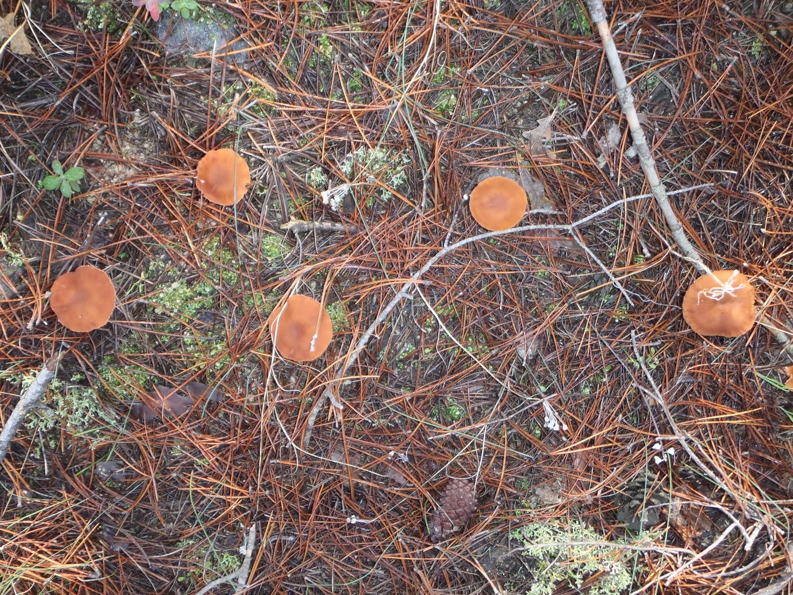 Dadia Mushroom Festival