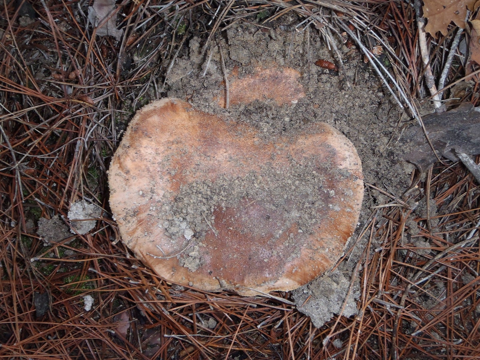 Dadia Mushroom Festival