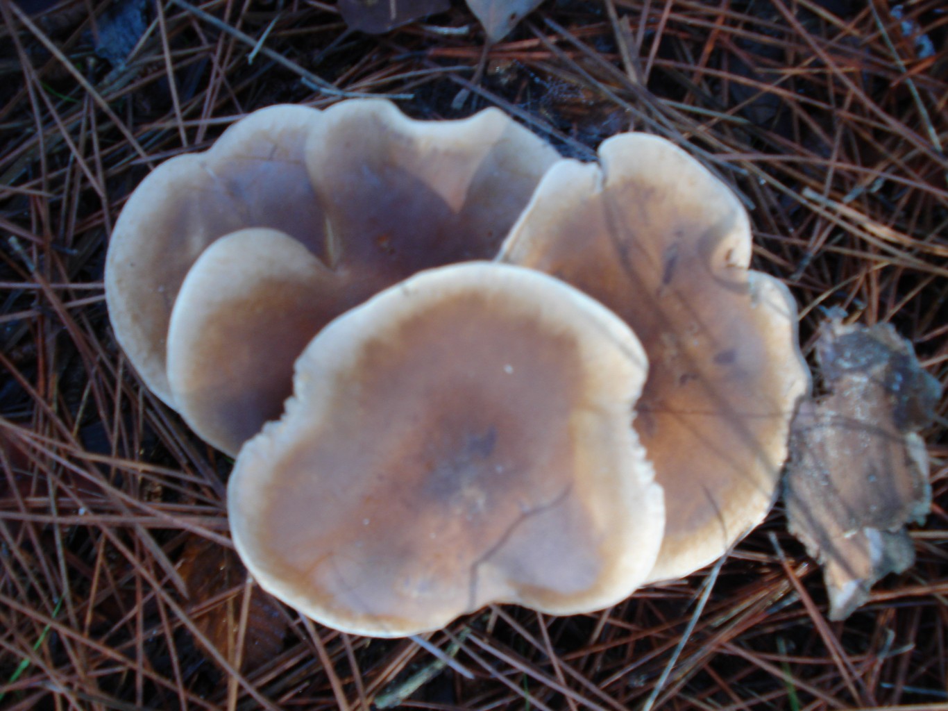 Dadia Mushroom Festival