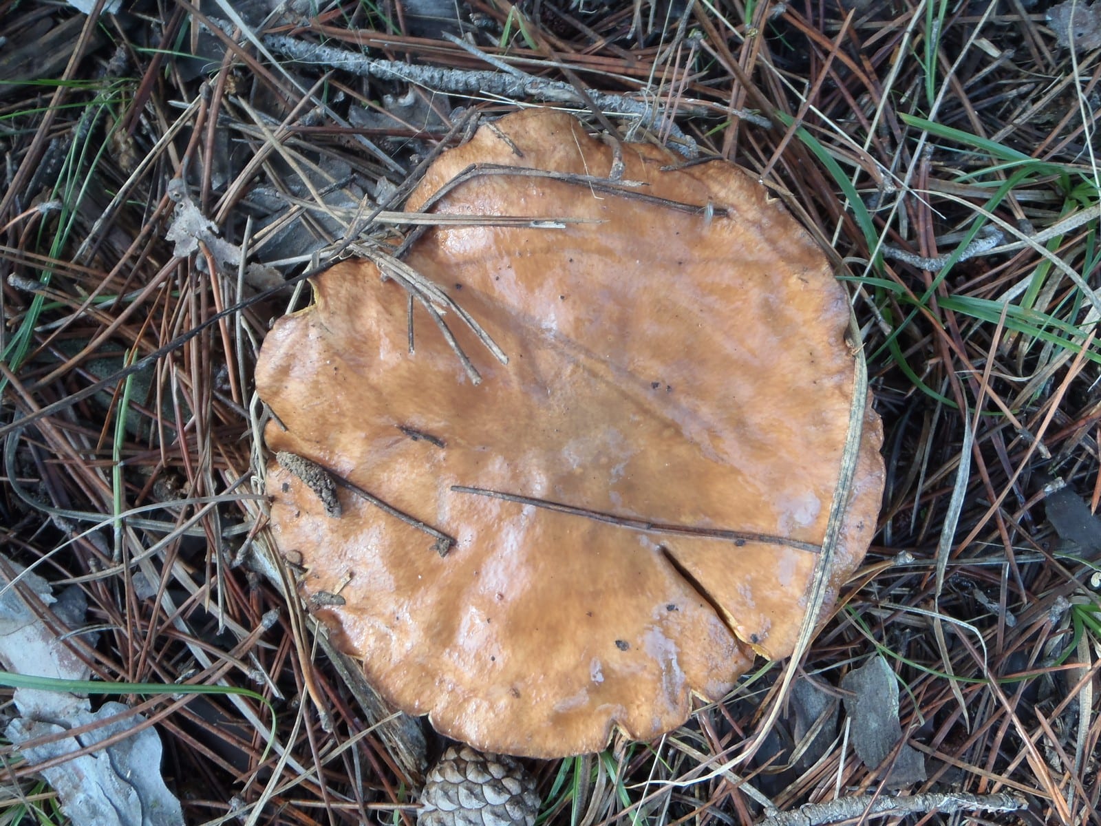 Dadia Mushroom Festival