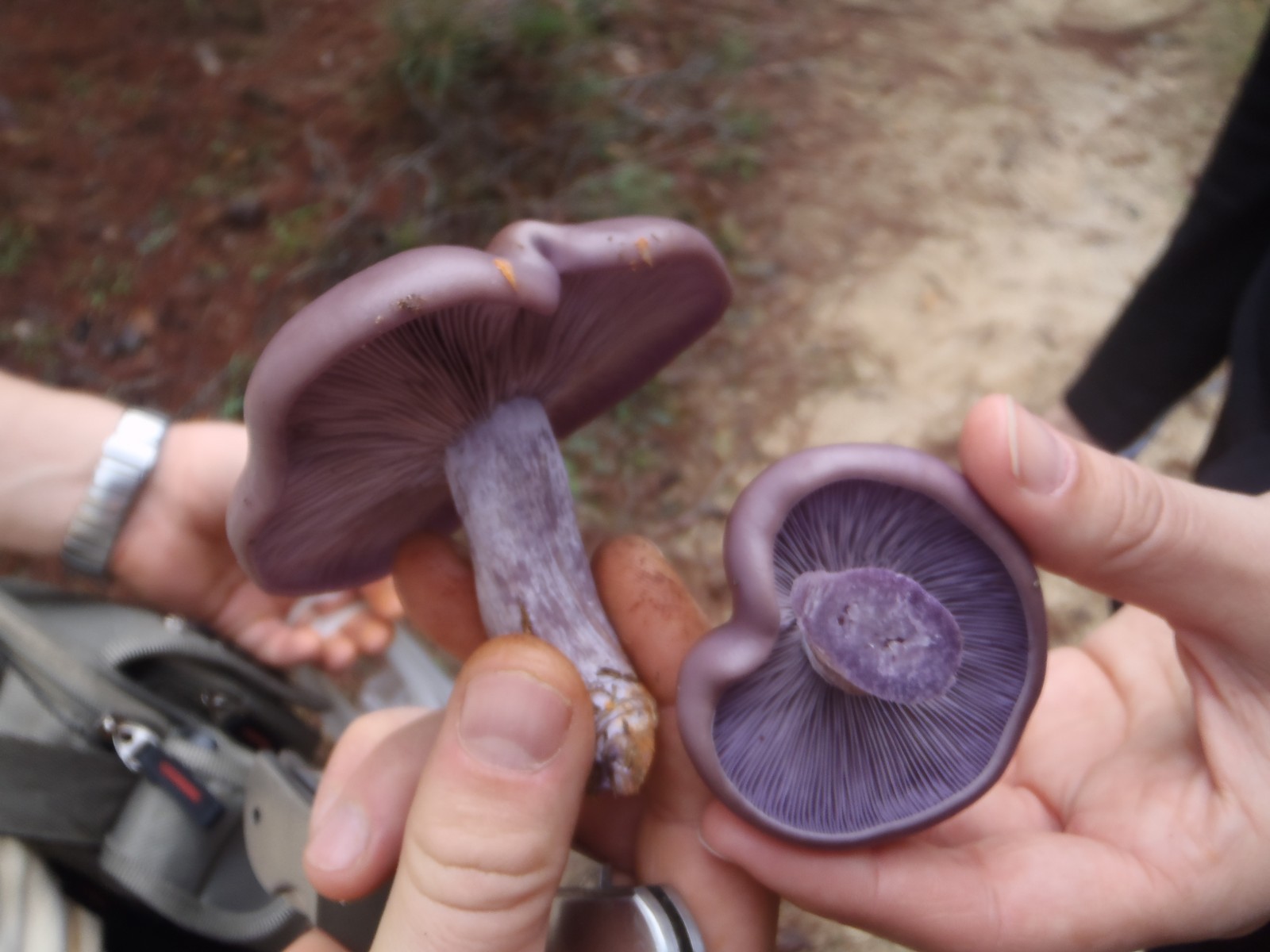 Dadia Mushroom Festival
