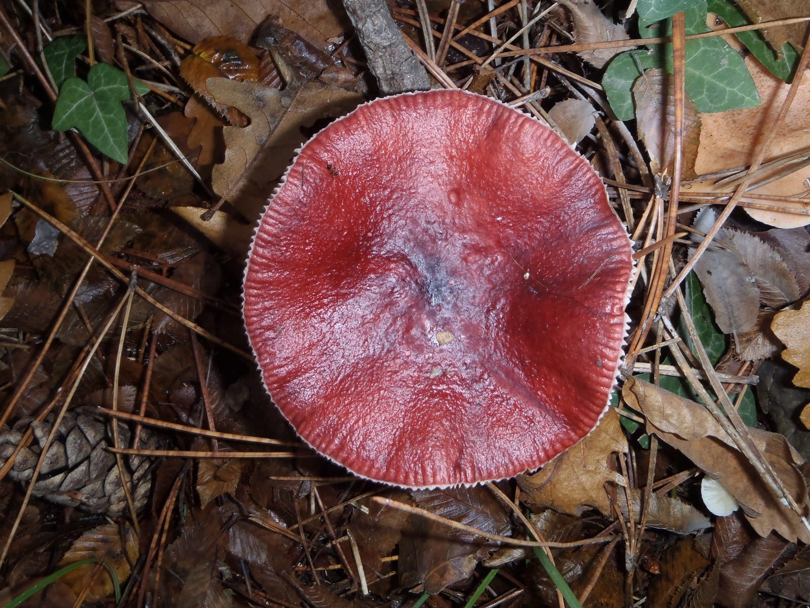 Dadia Mushroom Festival