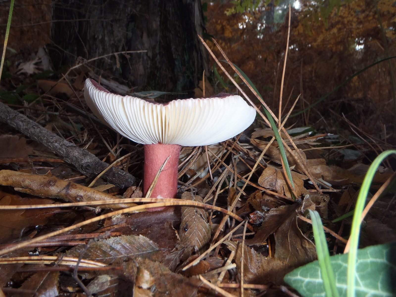 Dadia Mushroom Festival