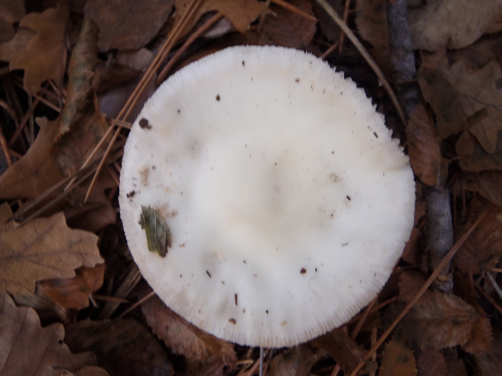 Dadia Mushroom Festival