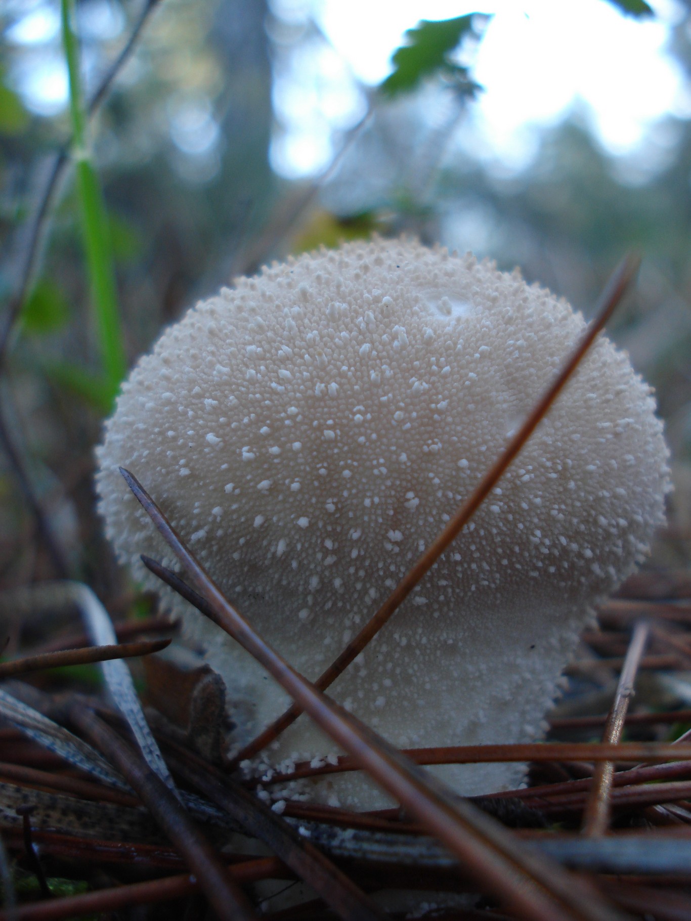 Dadia Mushroom Festival