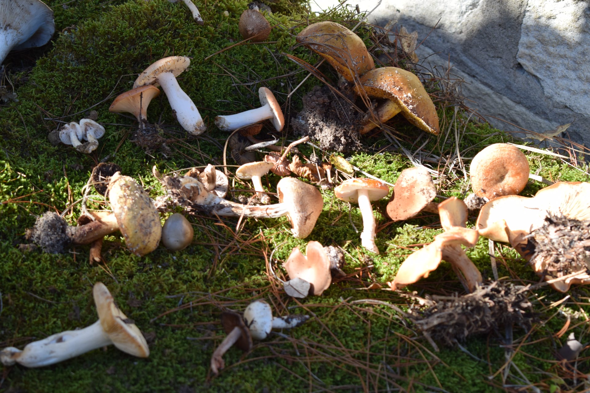 Dadia Mushroom Festival