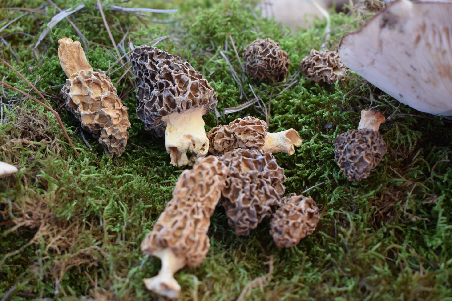 Dadia Mushroom Festival