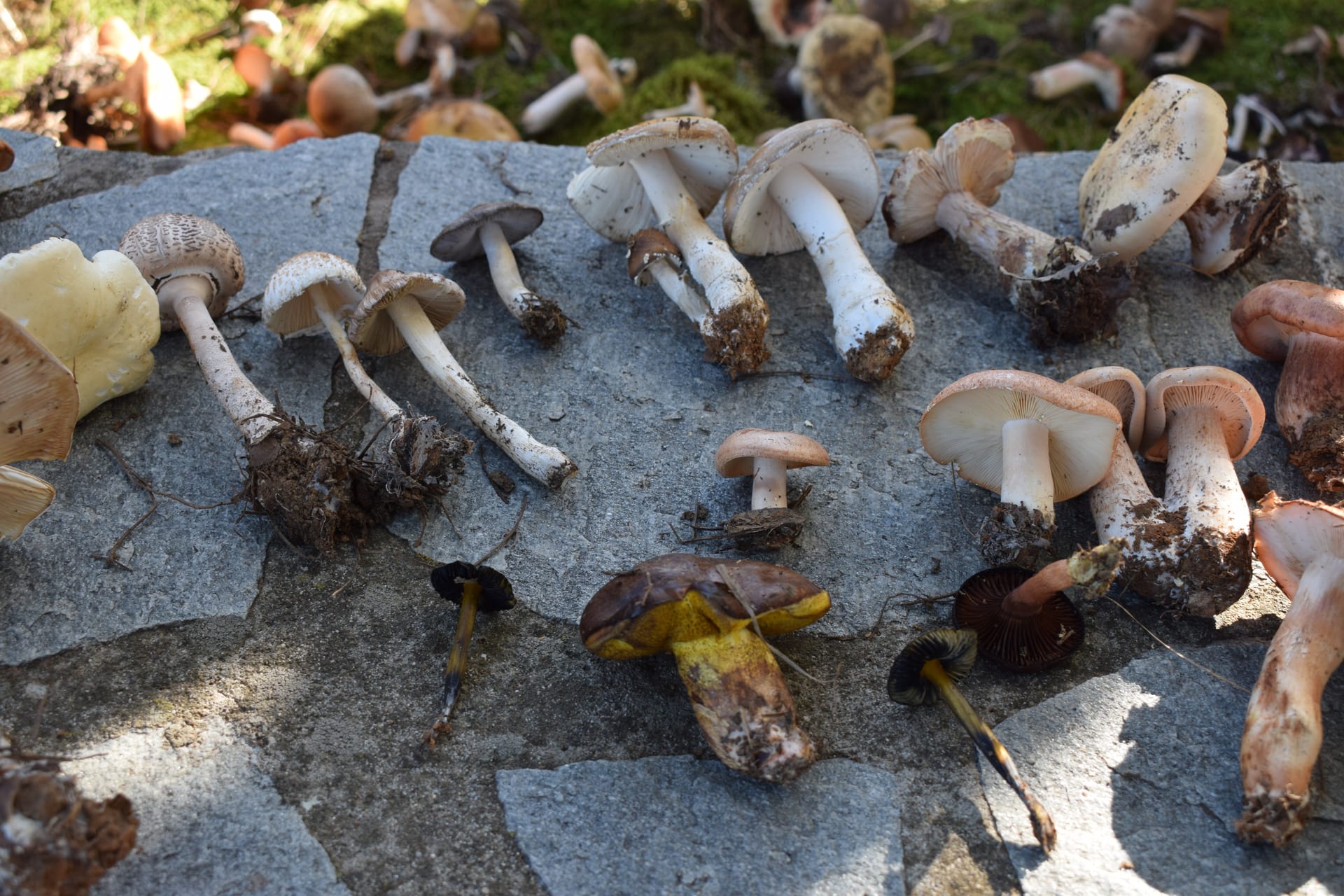Dadia Mushroom Festival