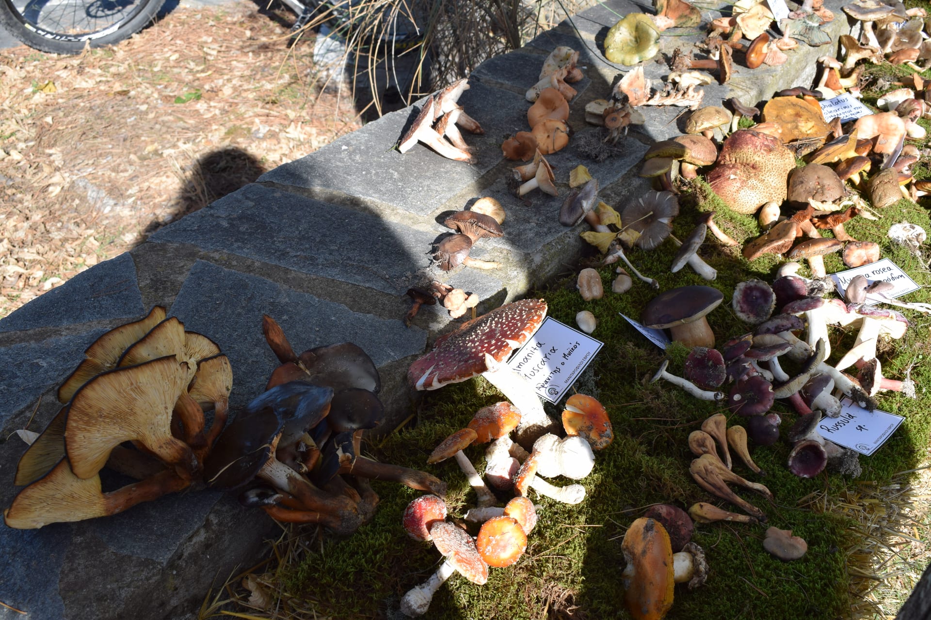 Dadia Mushroom Festival