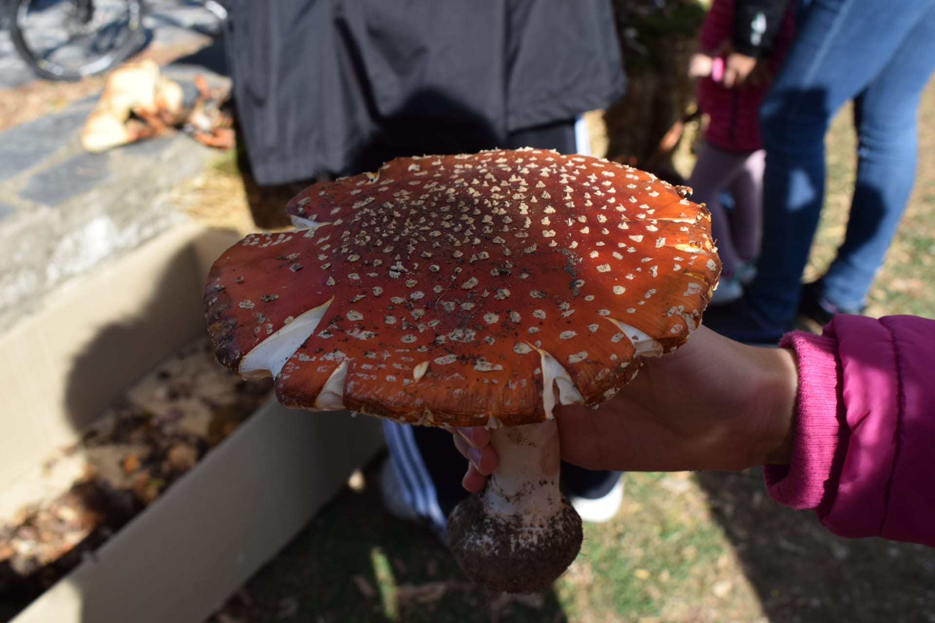Dadia Mushroom Festival