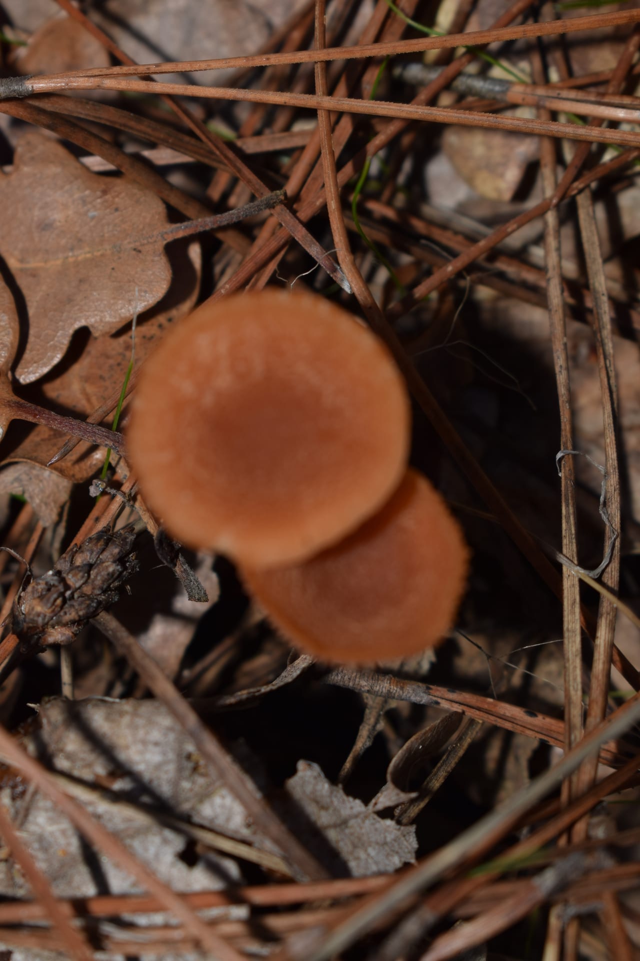 Dadia Mushroom Festival