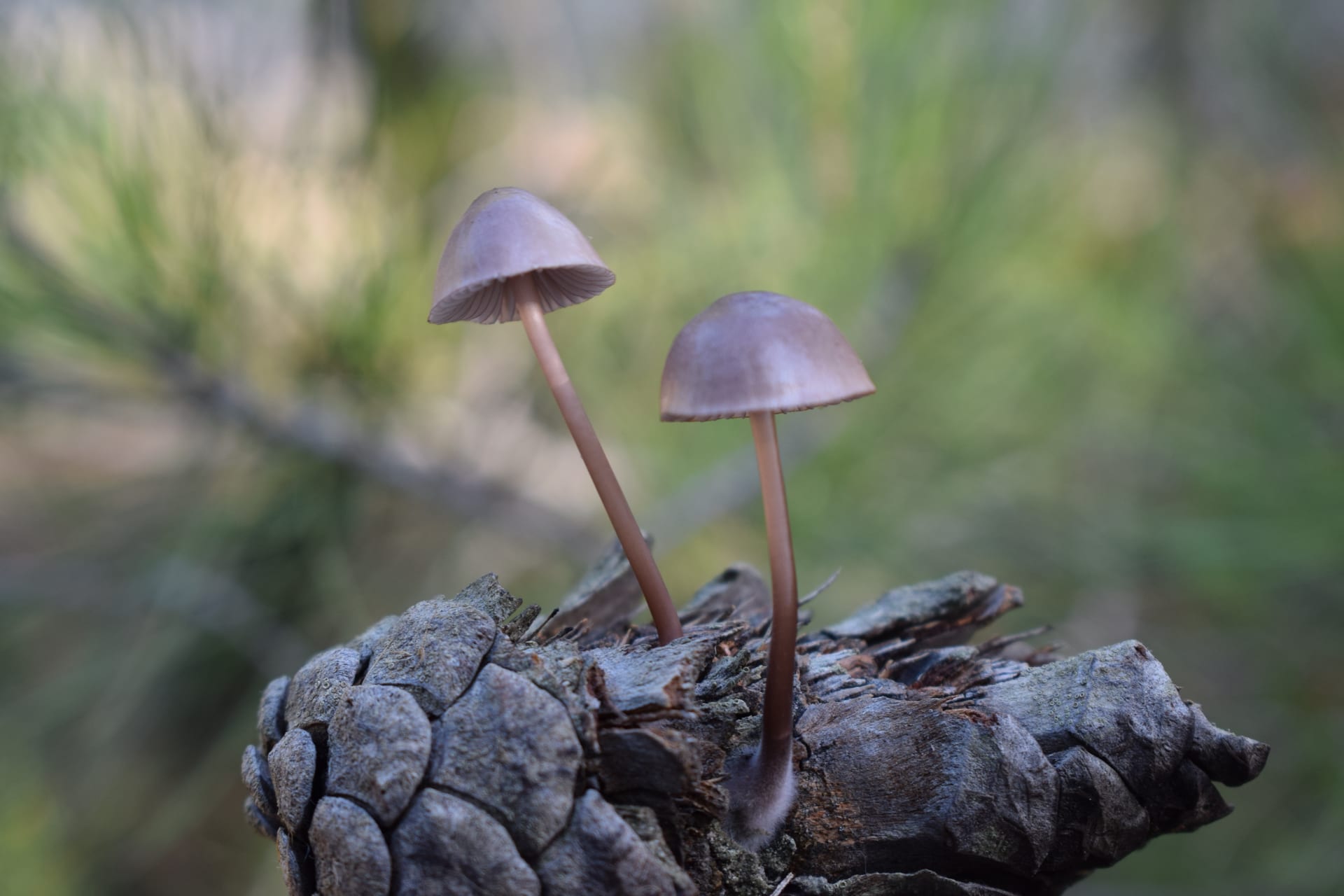 Dadia Mushroom Festival