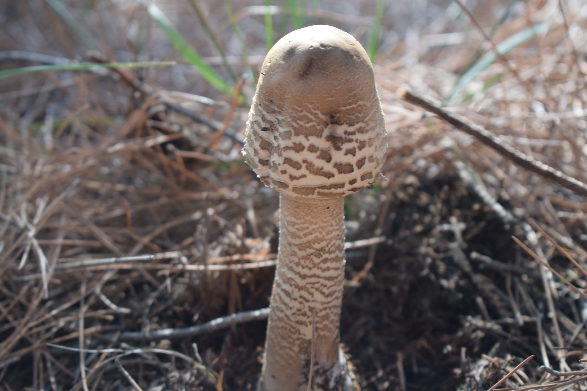 Dadia Mushroom Festival