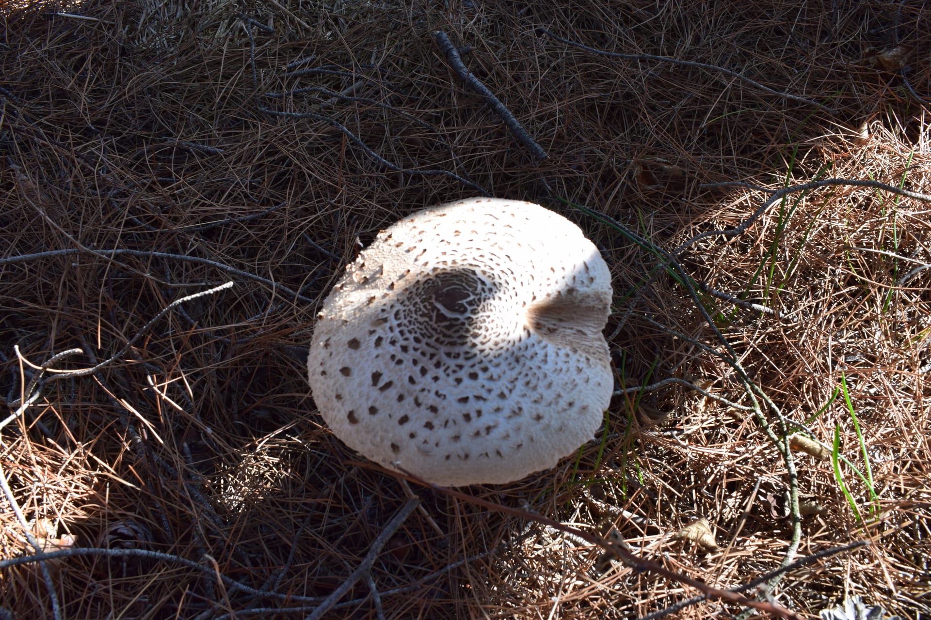 Dadia Mushroom Festival