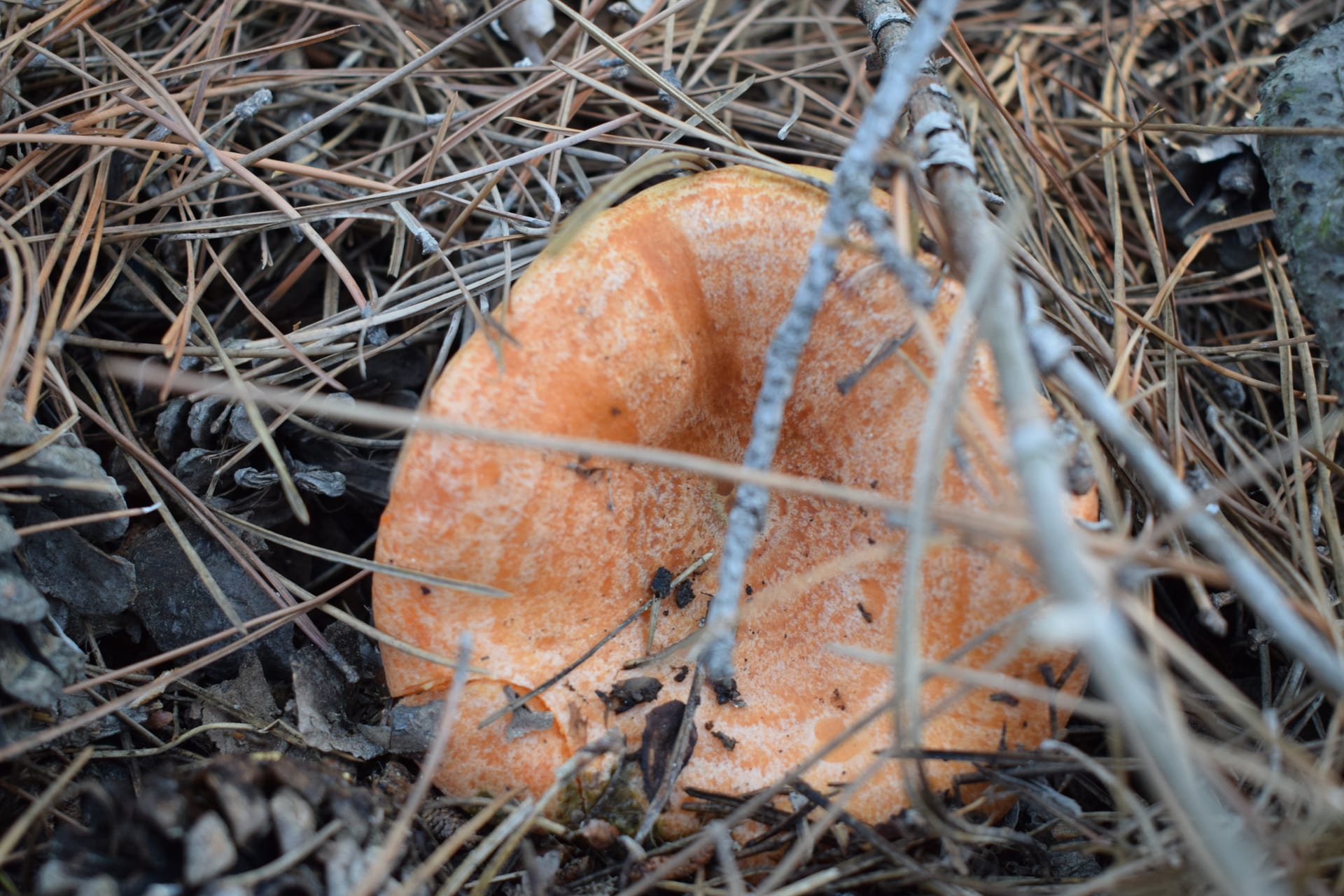 Dadia Mushroom Festival