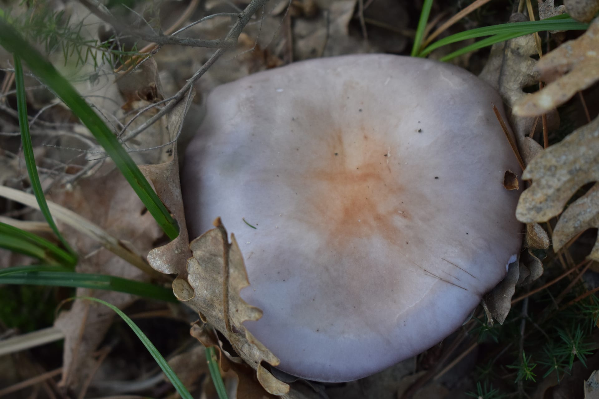 Dadia Mushroom Festival