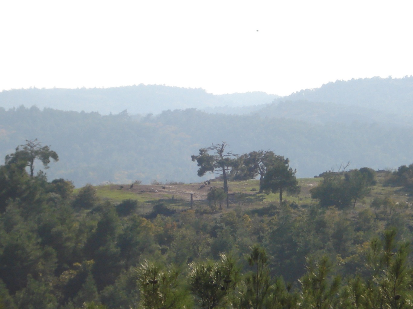 Dadia Birds of Prey Observatory