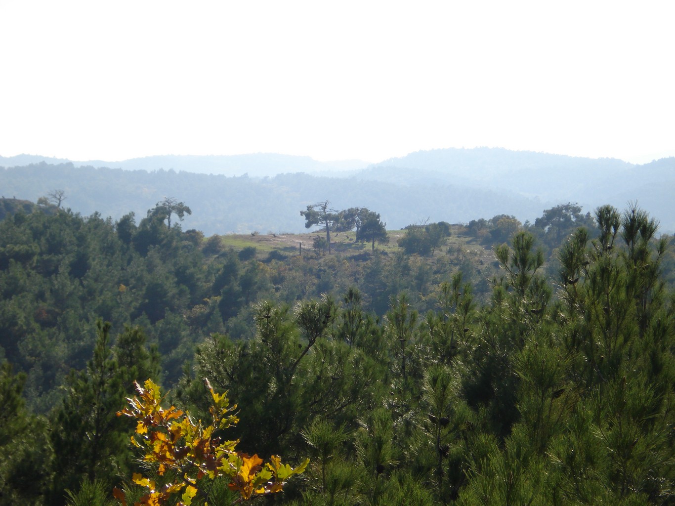 Dadia Birds of Prey Observatory