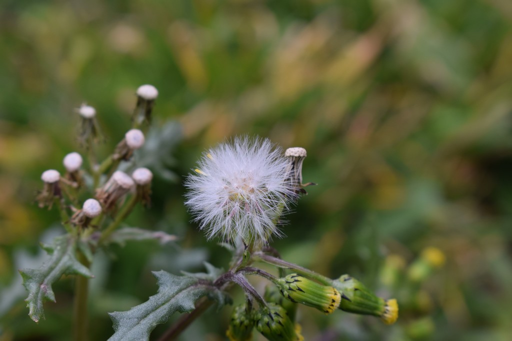 Κοντινή εκδρομή στον Άβαντα και στους Αγίους Θεοδώρους