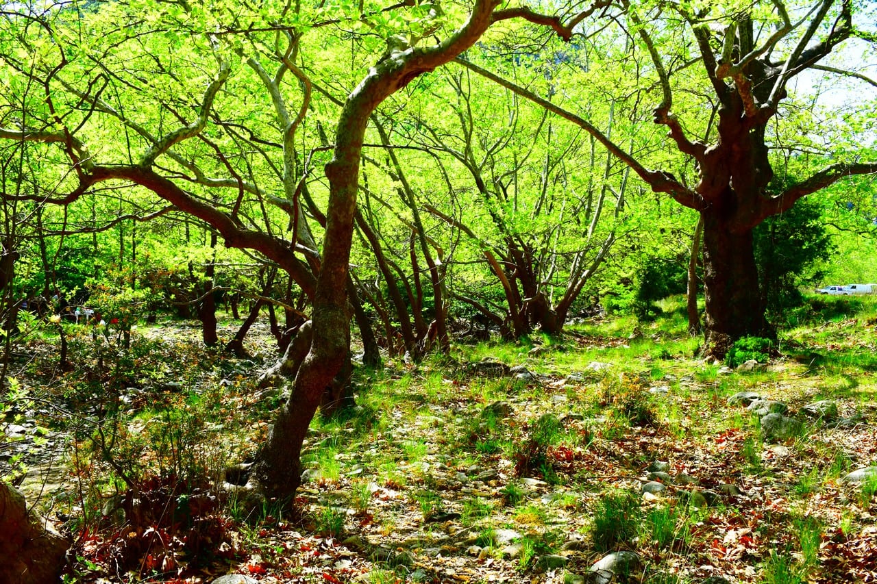 Κοντινή εκδρομή στον Άβαντα και στους Αγίους Θεοδώρους