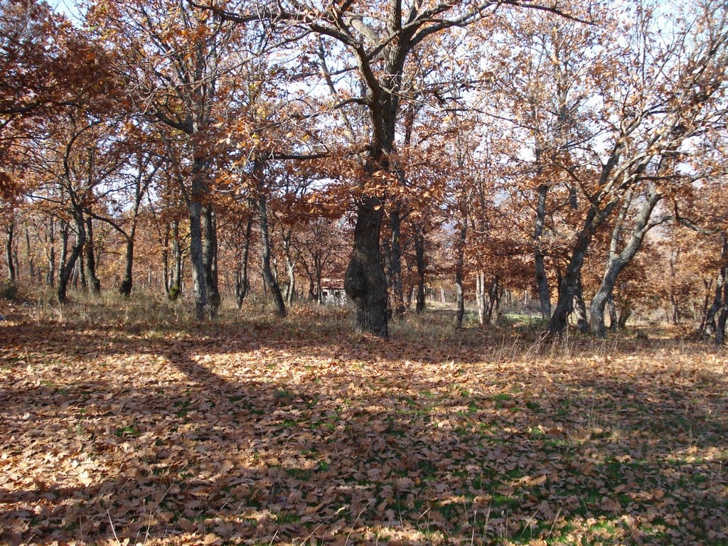 Κοντινή εκδρομή στον Άβαντα και στους Αγίους Θεοδώρους