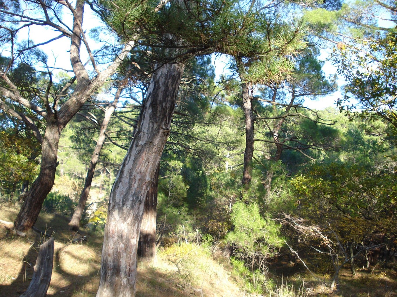 Εθνικό Πάρκο Δάσους Δαδιάς