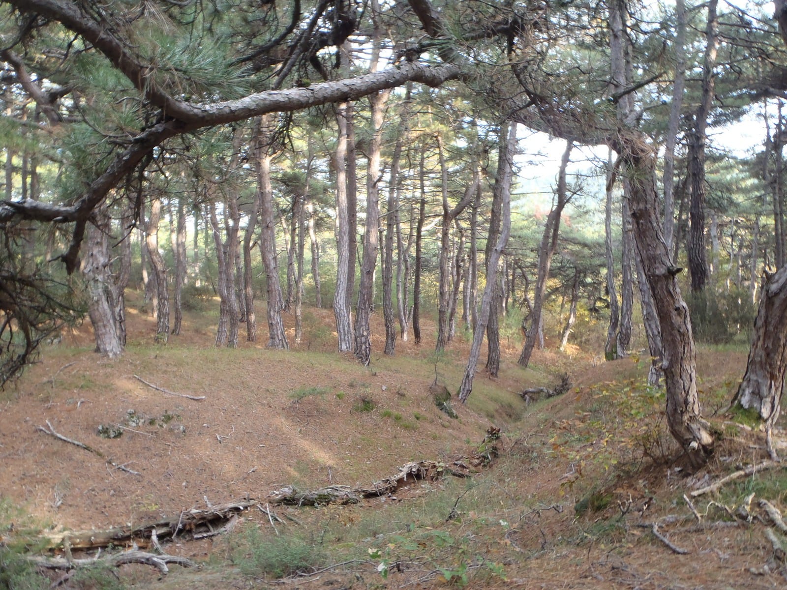 Εθνικό Πάρκο Δάσους Δαδιάς
