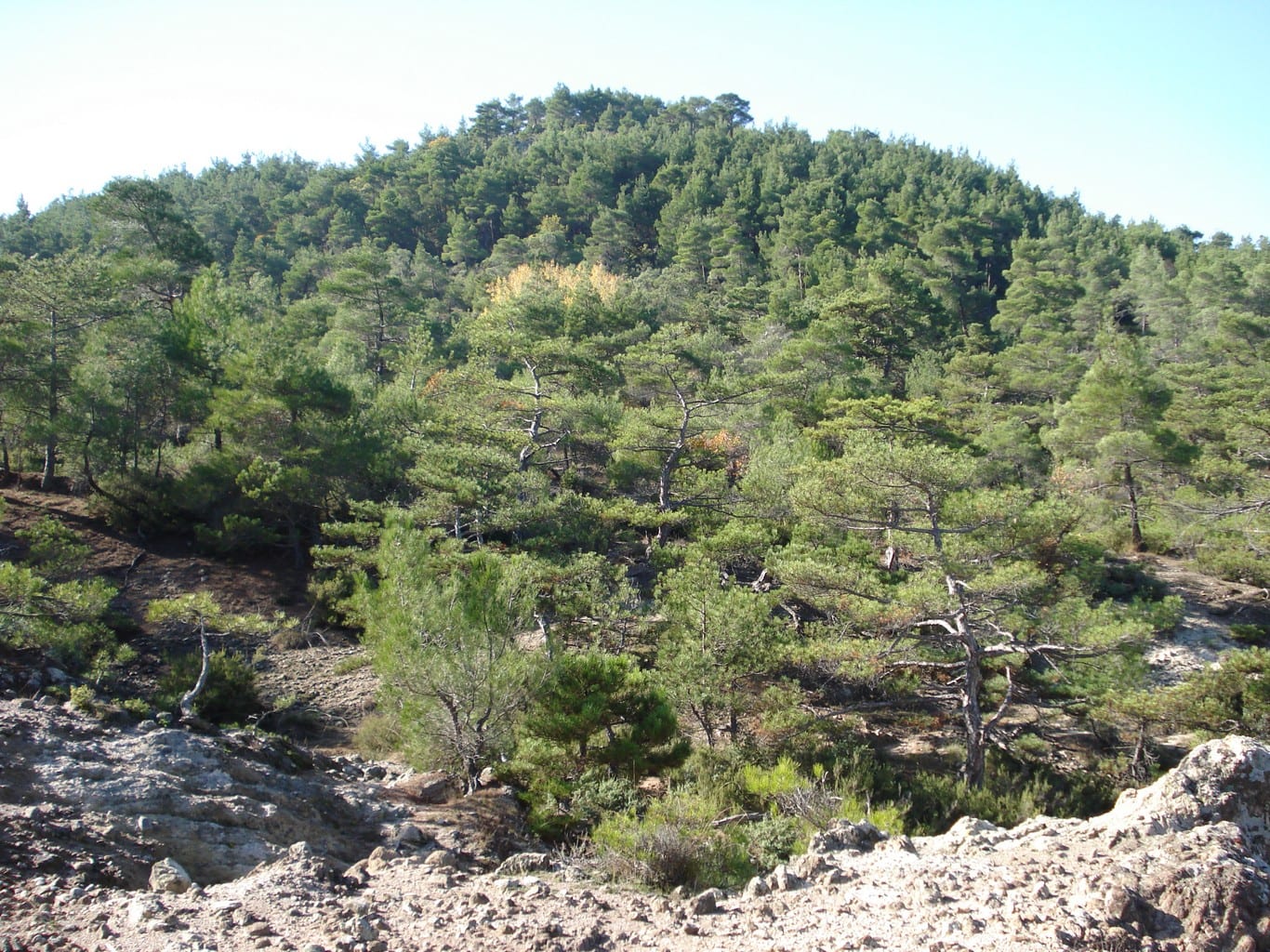 Εθνικό Πάρκο Δάσους Δαδιάς