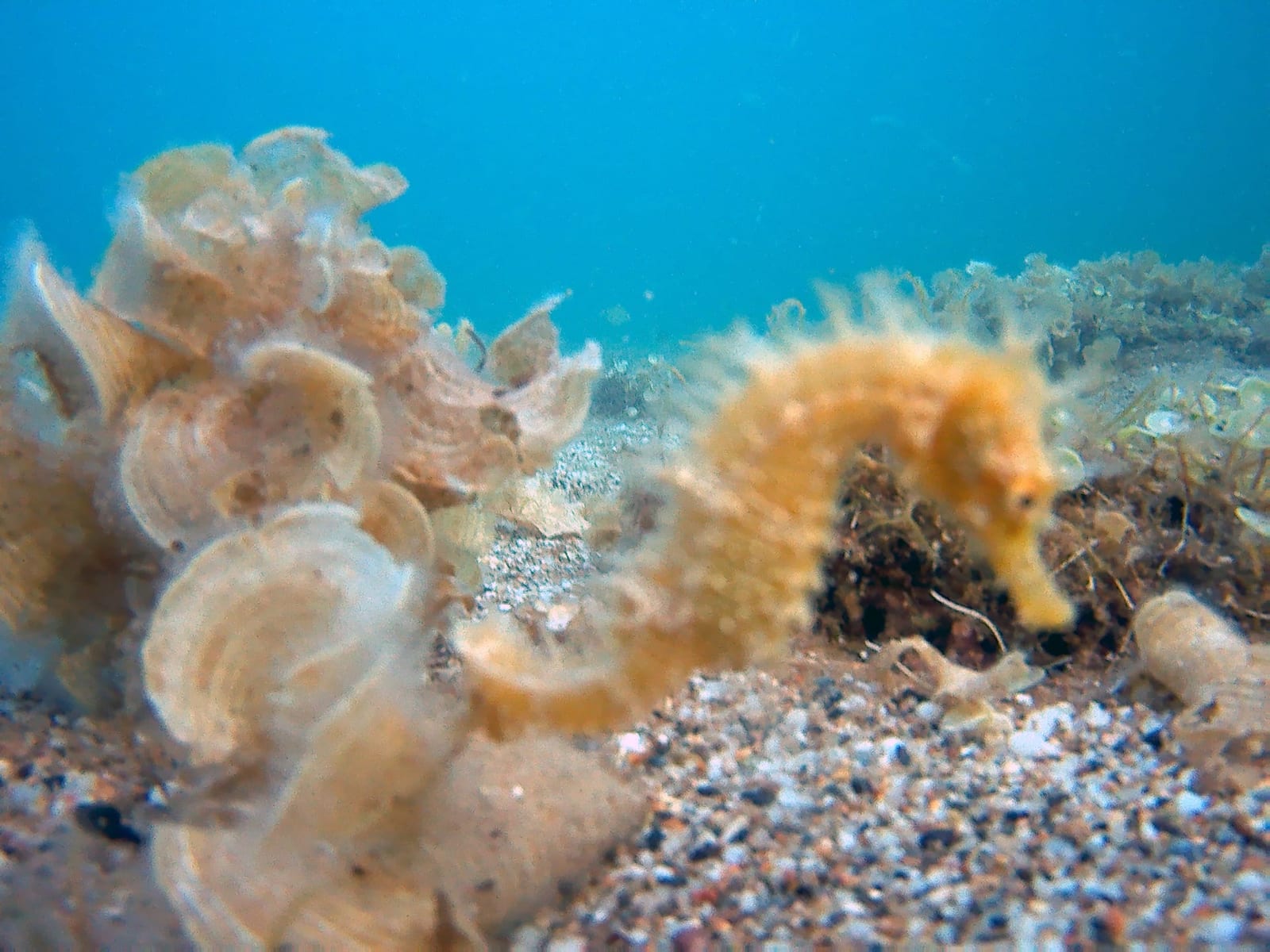 Short-Snouted Seahorse