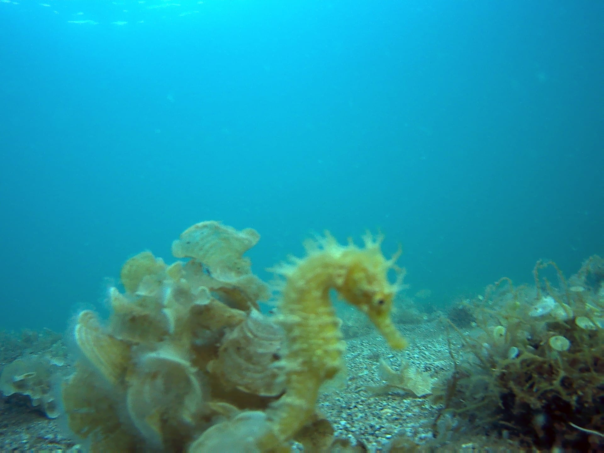 Short-Snouted Seahorse