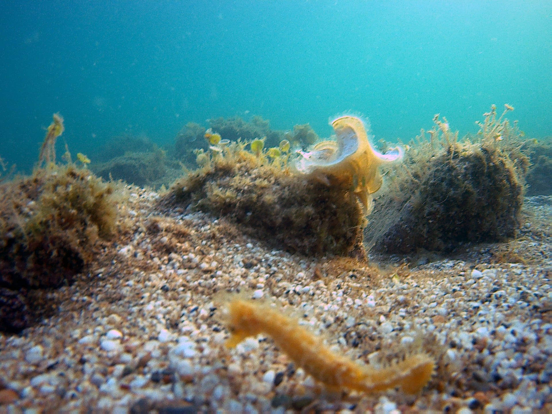 Short-Snouted Seahorse