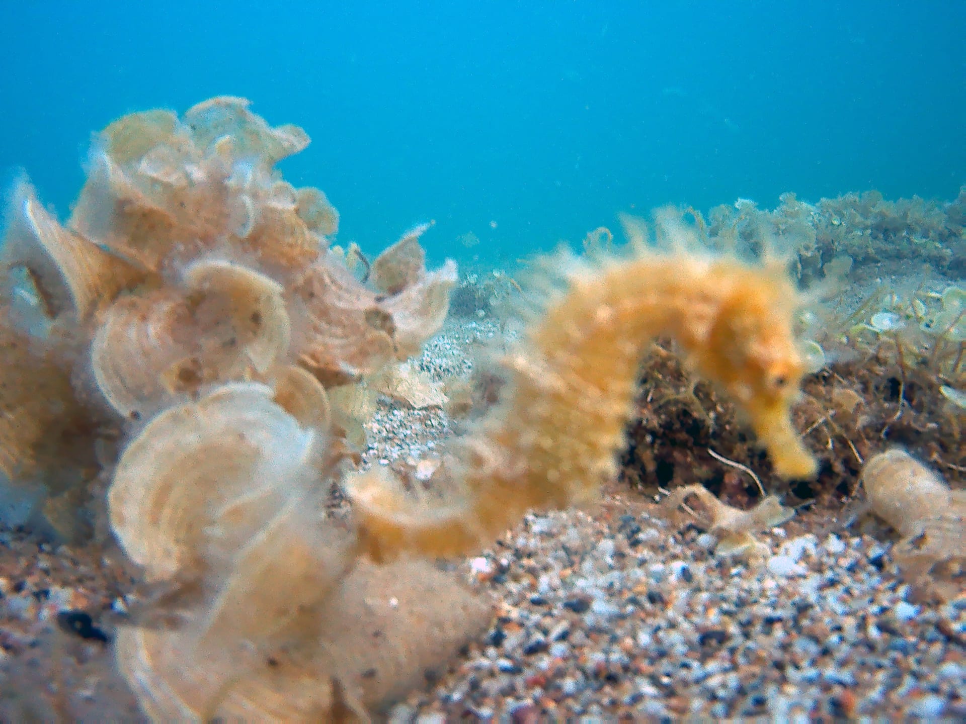 Short-Snouted Seahorse