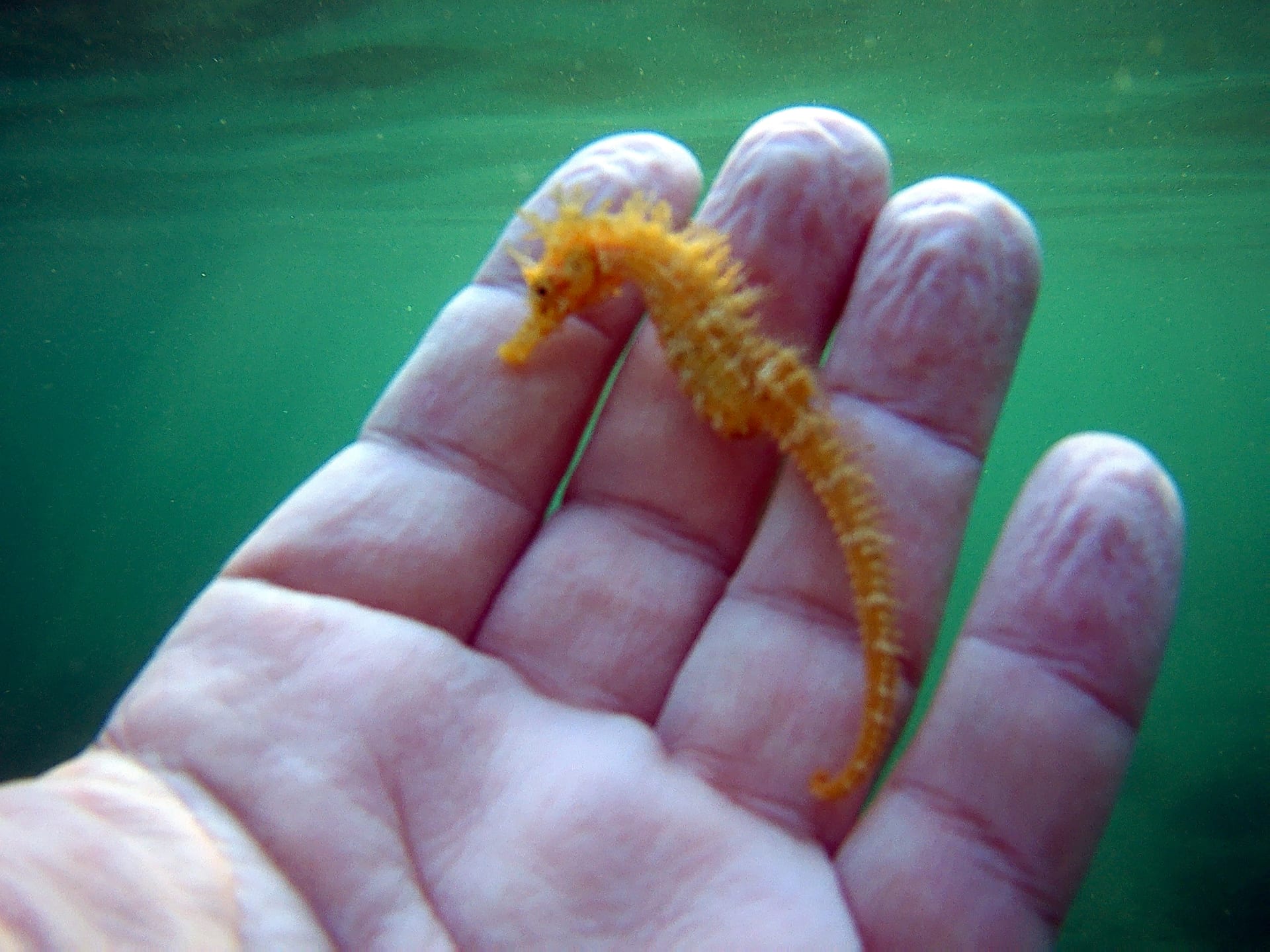 Short-Snouted Seahorse