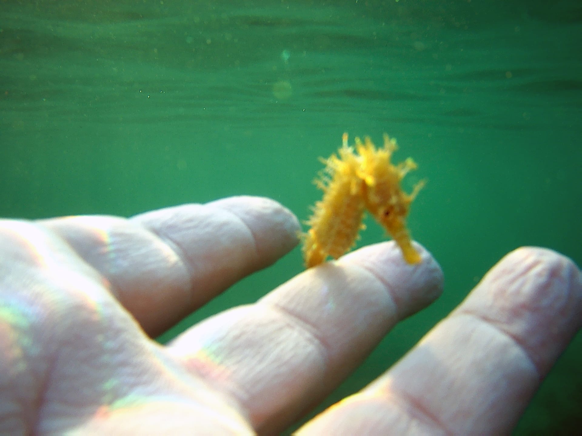 Short-Snouted Seahorse