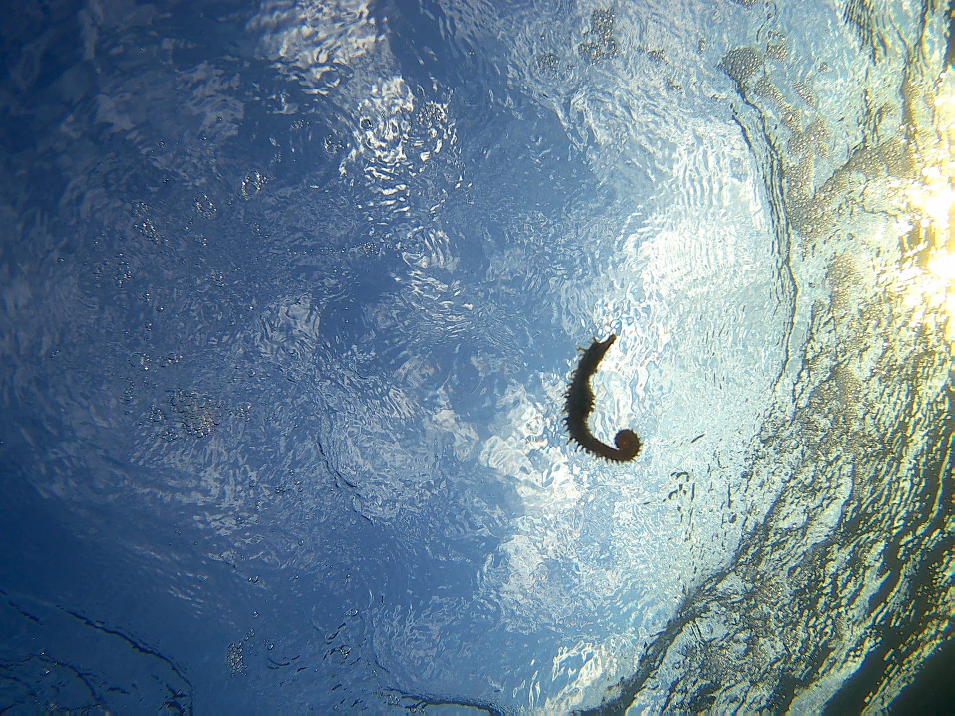 Short-Snouted Seahorse
