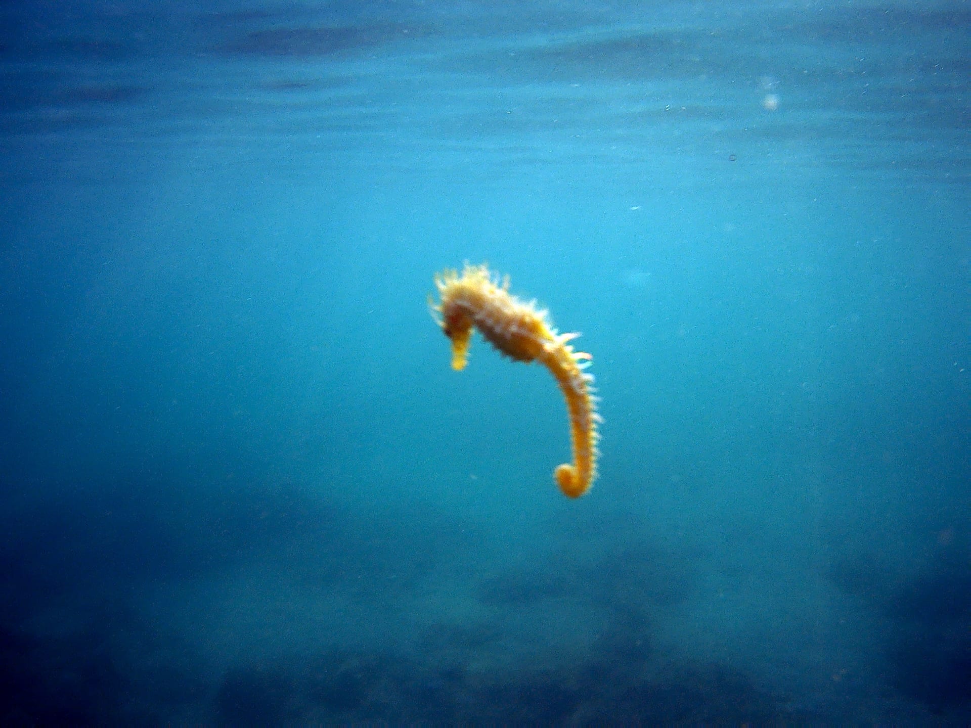 Short-Snouted Seahorse