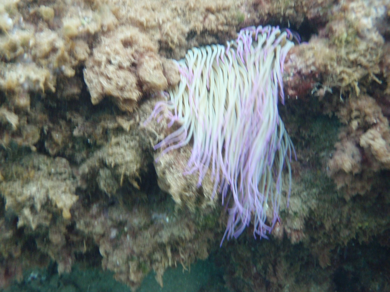 Snakelocks Sea Anemone