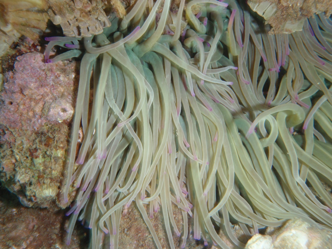 Snakelocks Sea Anemone