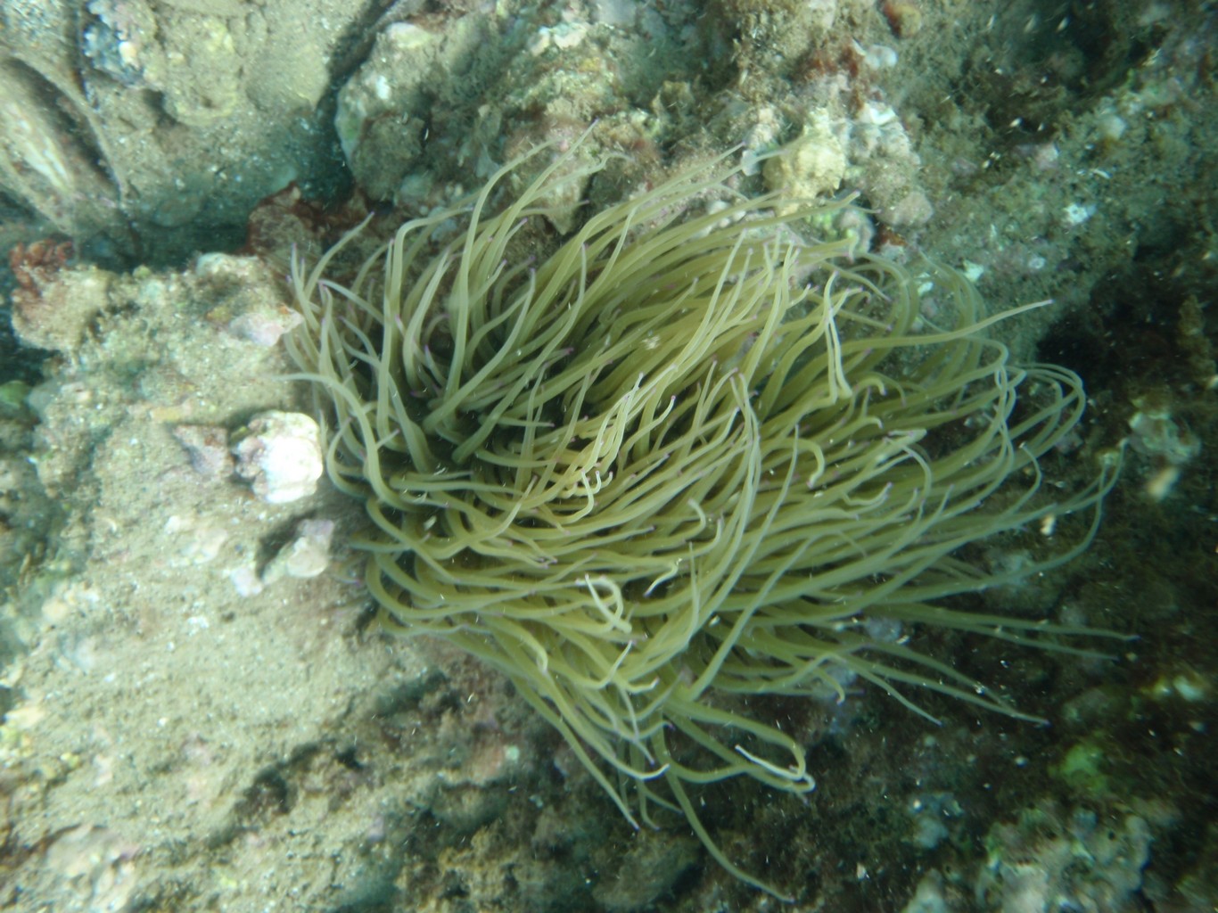 Snakelocks Sea Anemone