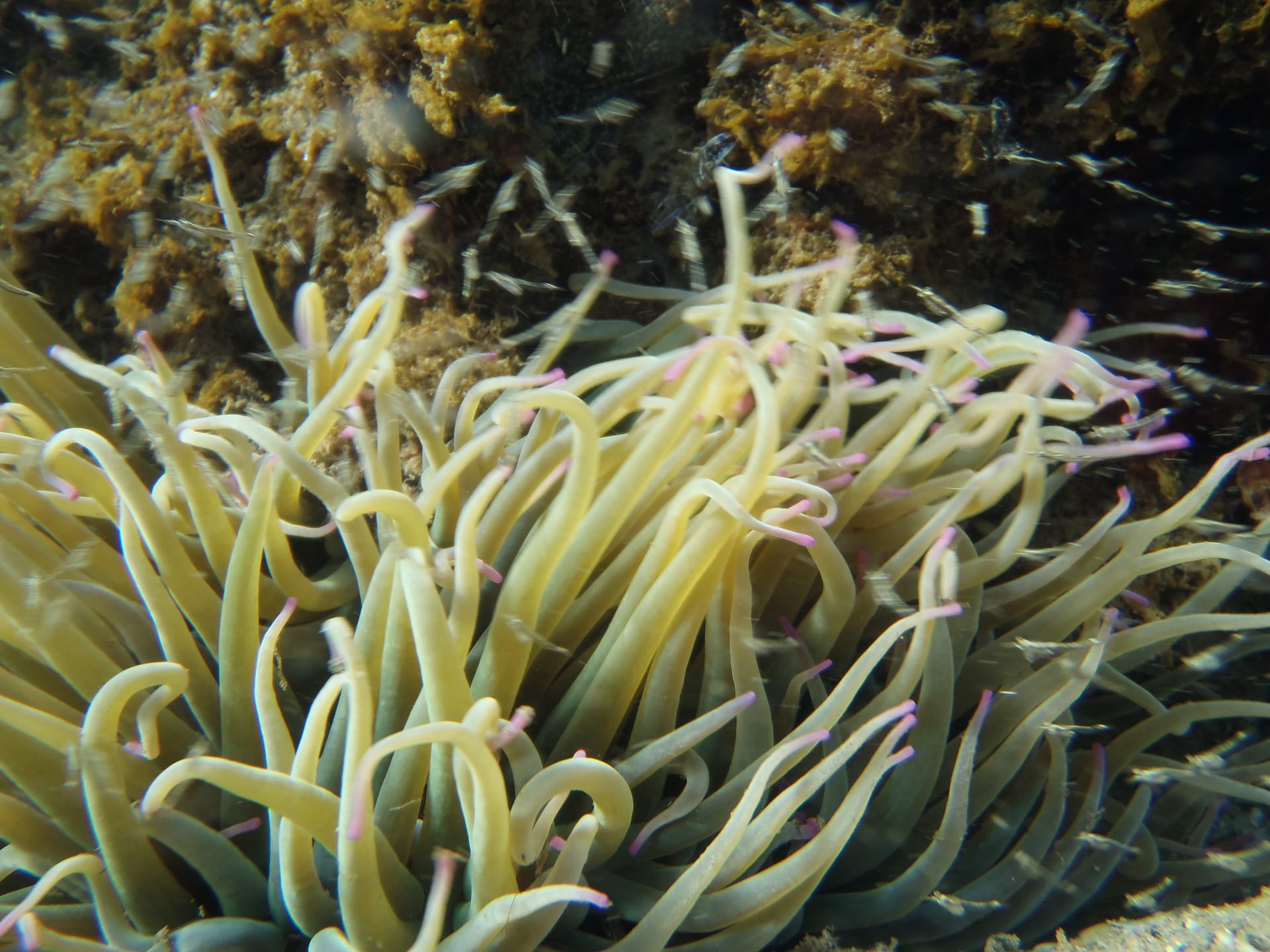 Snakelocks Sea Anemone