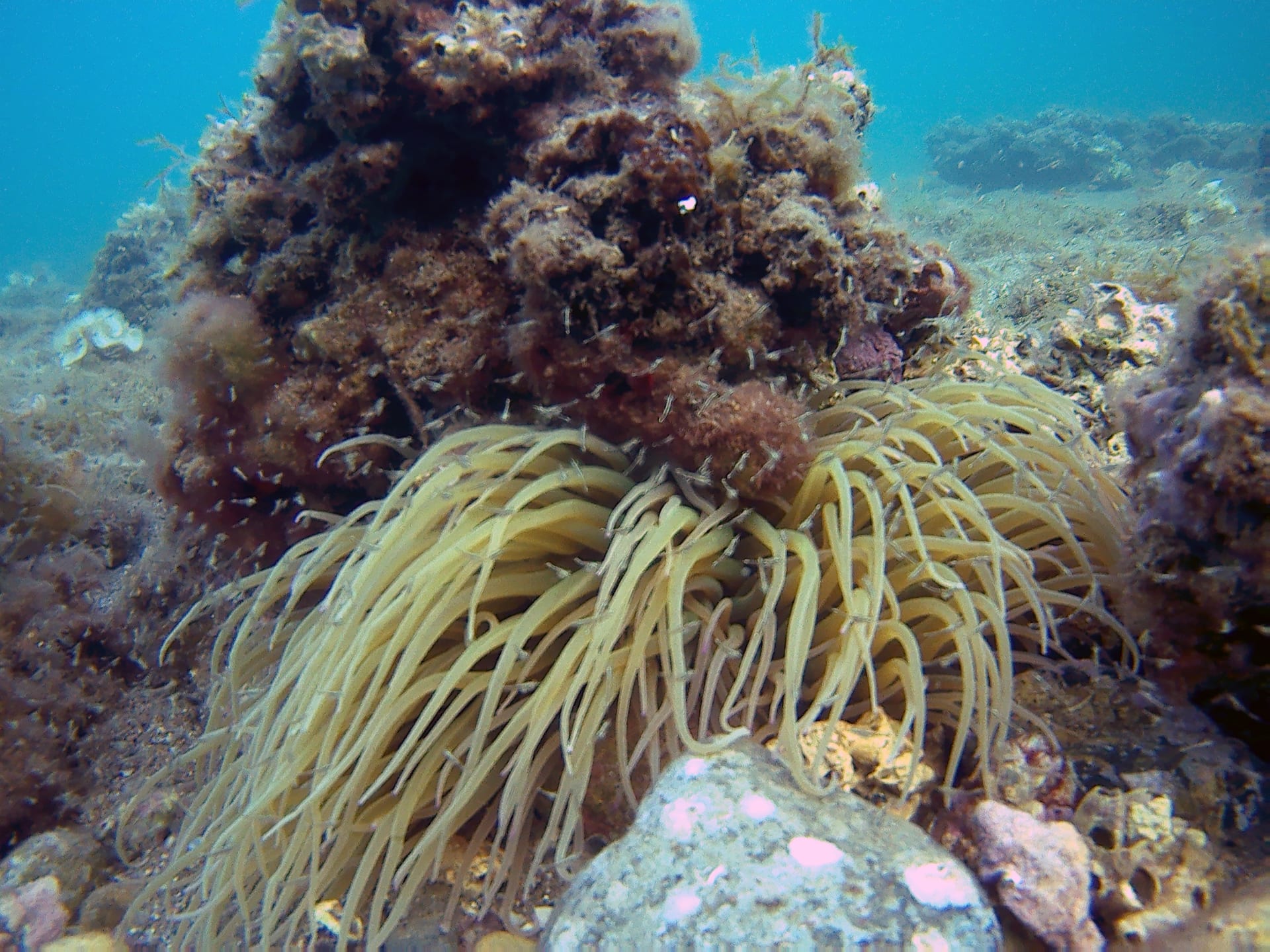 Snakelocks Sea Anemone