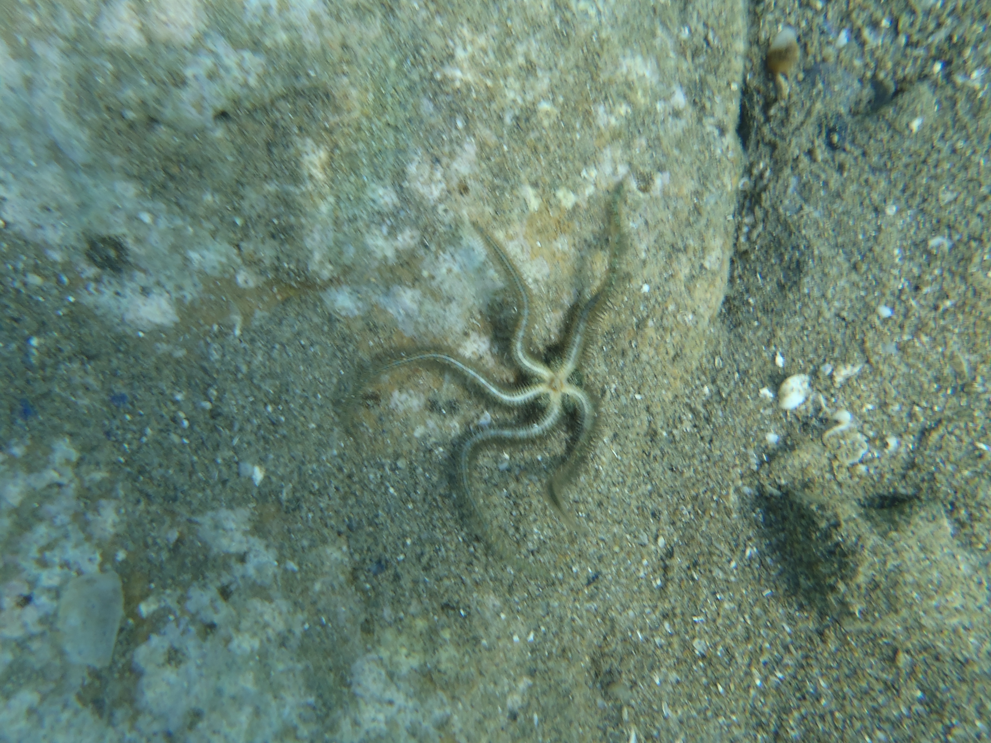 Stele de Mare