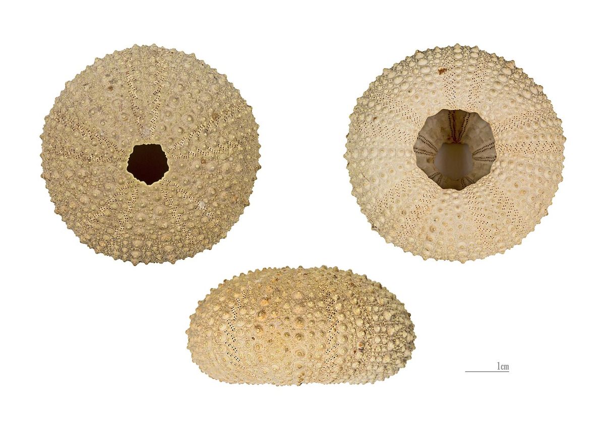 Purple Sea Urchin