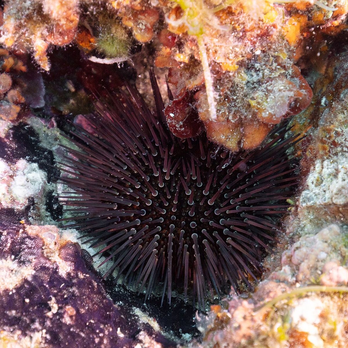 Purple Sea Urchin