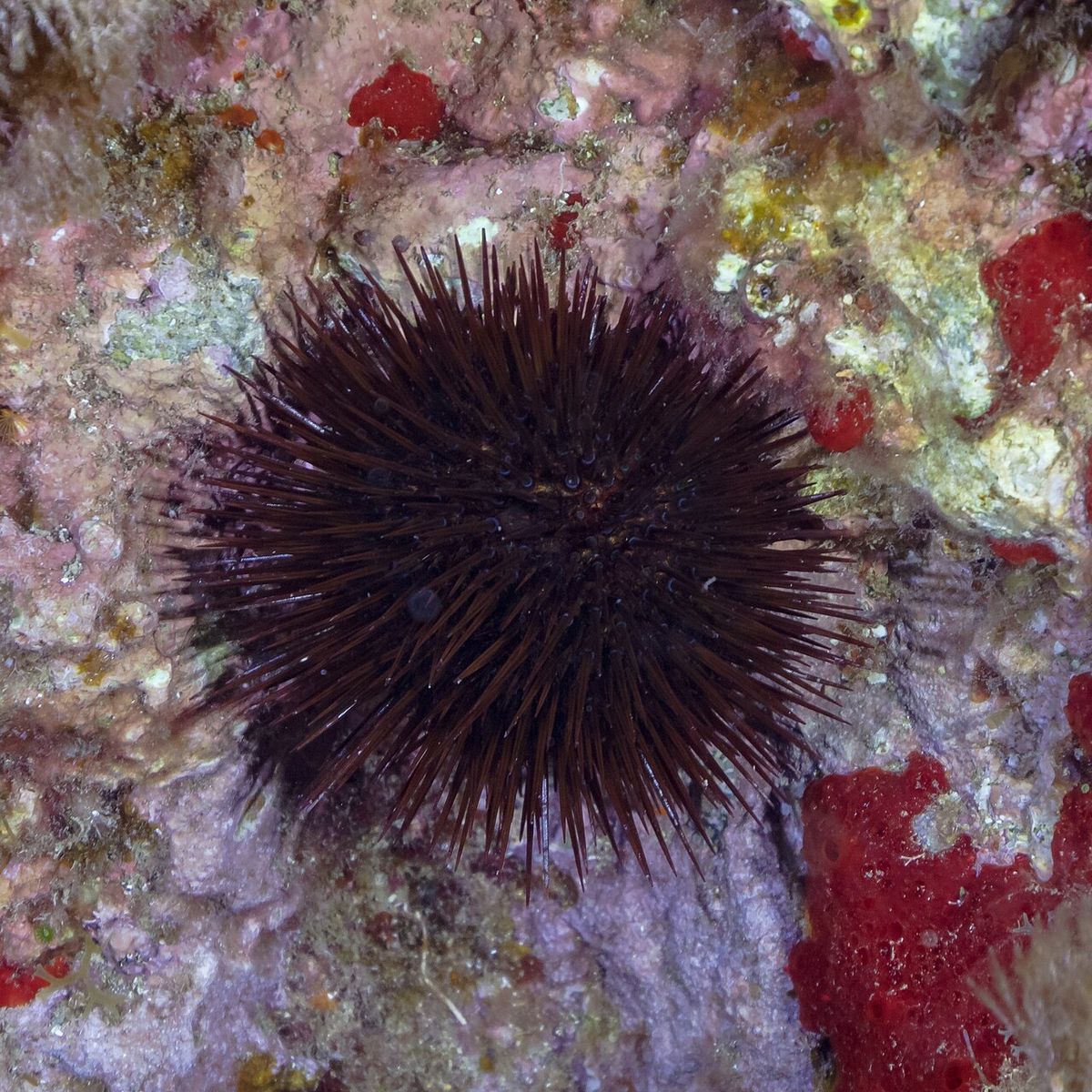 Purple Sea Urchin