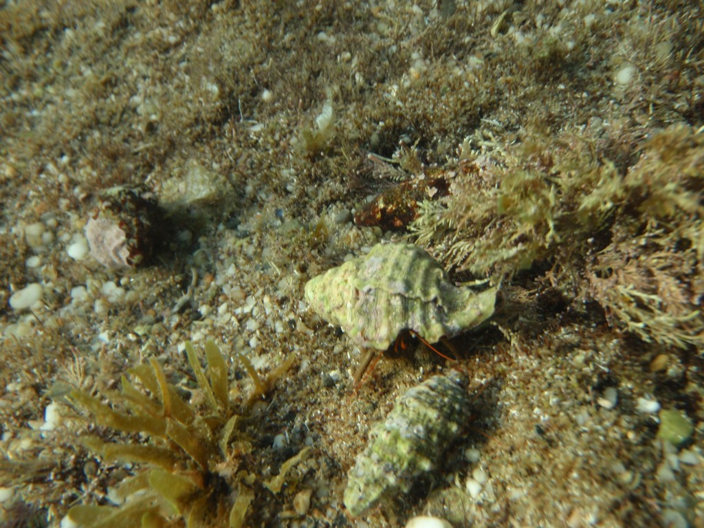 Mediterranean Hermit Crab