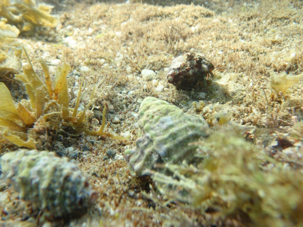 Mediterranean Hermit Crab